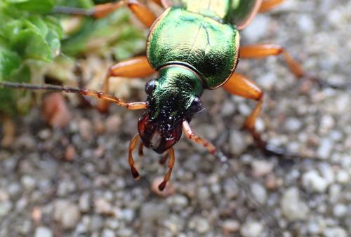 Carabus auratus